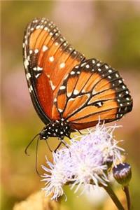 A Lovely Viceroy Butterfly Feeding on a Wildflower Journal