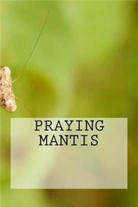 Praying Mantis