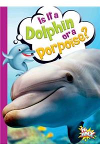 Is It a Dolphin or a Porpoise?