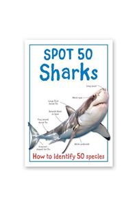 Spot 50 - Sharks