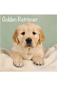 Golden Retriever Puppies M