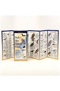 Birds of the New England Coast