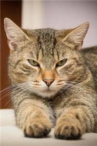 Where is my Dinner? Tabby Cat Journal