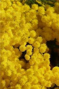 Glorious Golden Wattle Australia's Floral Emblem
