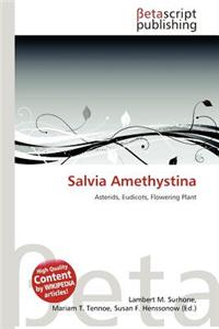 Salvia Amethystina