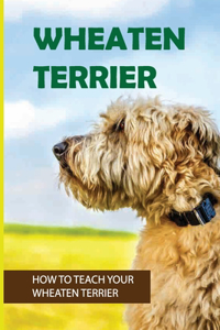 Wheaten Terrier