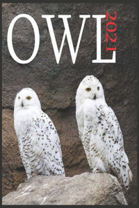 2021 Owl
