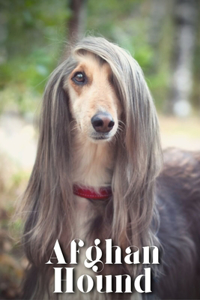 Afghan Hound