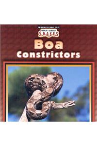 Boa Constrictors