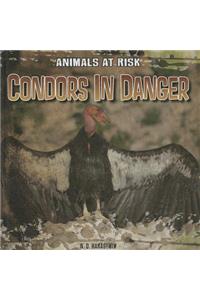 Condors in Danger