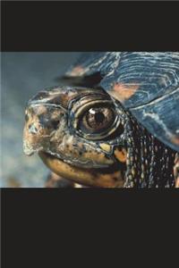Say Hello to the Box Turtle Journal