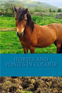 Horses and Ponies in Colour: Full colour photographs of various breeds of horse and pony