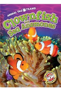 Clownfish and Sea Anemones