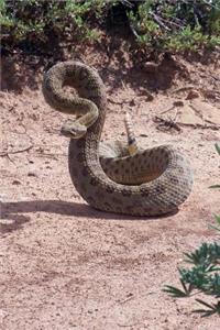 The Coiled and Striking Rattlesnake Journal - Watch Out!