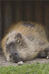 The Capybara on a Lazy Afternoon - Nap Time Journal