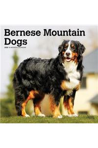 Bernese Mountain Dogs 2020 Square