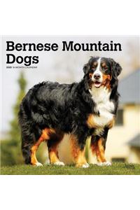 Bernese Mountain Dogs 2020 Square Wall Calendar