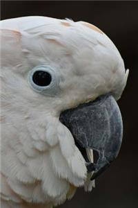 My Cockatoo Notebook