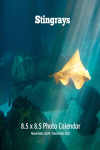Stingrays 8.5 X 8.5 Calendar November 2020 -December 2021
