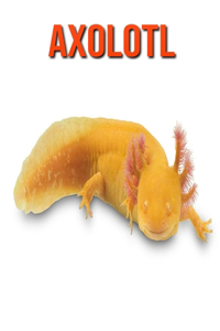 Axolotl
