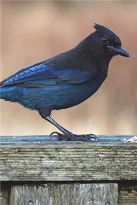 Bluejay on a Fence Post Journal