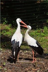 A Stork Couple Bird Journal