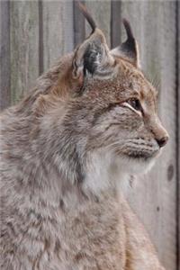 Canadian Lynx Portrait Journal