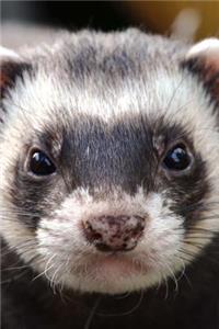 Look at that Face! Serious Ferret Pet Journal
