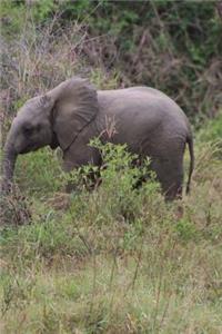 A Baby African Elephant in the Wild Journal