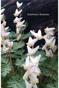 Dutchman's Breeches