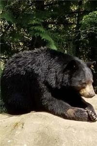 A Sleepy Grizzly Bear Basking in the Sunshine Journal