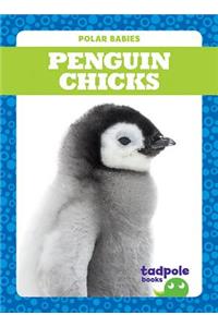 Penguin Chicks