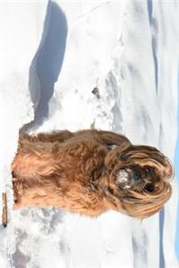 Tibetan Terrier Tromping Through the Snow Journal