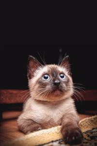 Siamese Cat Notebook