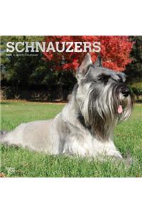 Schnauzers 2020 Square Foil