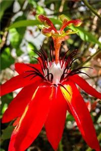 Massive Red Passion Flower Blooming Journal
