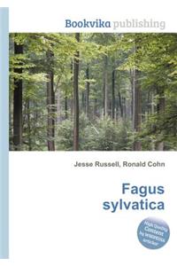 Fagus Sylvatica