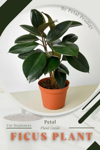 Ficus Plant