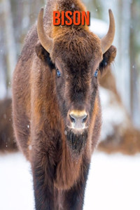 Bison