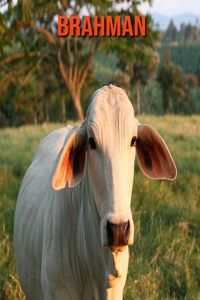 Brahman