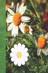 Cute Girly Daisy Wildflowers in Colorado Wide-ruled School Composition Lined Notebook