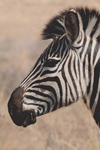 Zebra Tagebuch