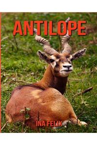 Antilope