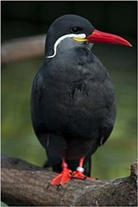An Awesome Red-Beaked Inca Tern Bird Journal