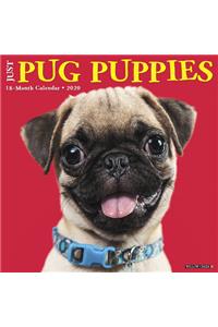 Just Pug Puppies 2020 Wall Calendar (Dog Breed Calendar)