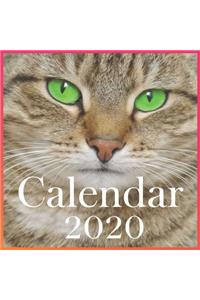 Funny Cat 2020 calendar