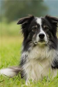 Beautiful Border Collie Dog Journal