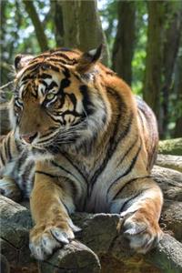 Tiger Notebook - Journal Gift for Cute Animal Lovers