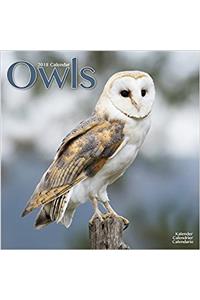 Owls Calendar 2018