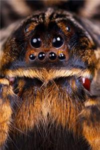 A Tarantula Journal
